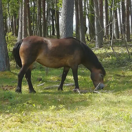 Ramiwi 2 Am Teutoburger Wald * Oerlinghausen