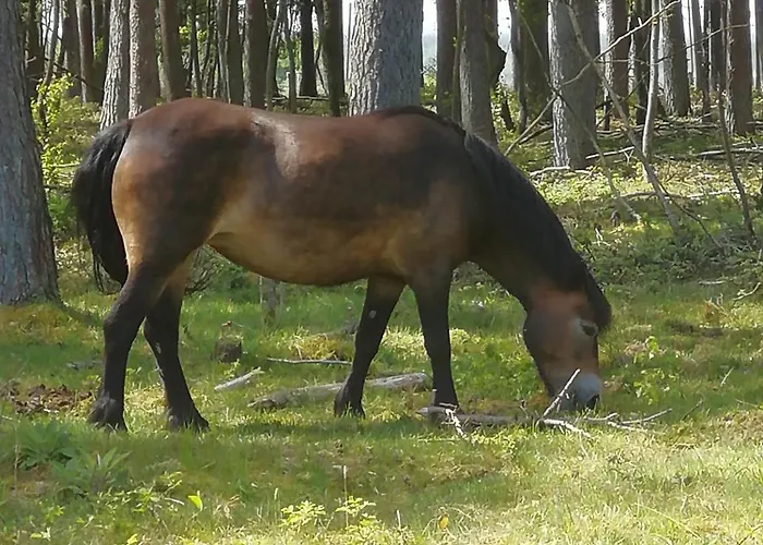 Ramiwi 2 Am Teutoburger Wald * Oerlinghausen